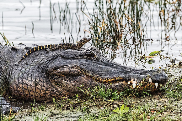 Mother and Baby Gators copy
