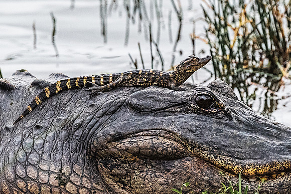 Mother and Baby Gators cropped copy