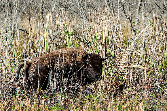 Bison on Paynes Prairie Preserve State Park