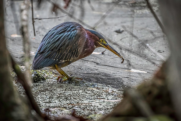 Green Heron with a Small Anole at Paynes Prairie Preserve