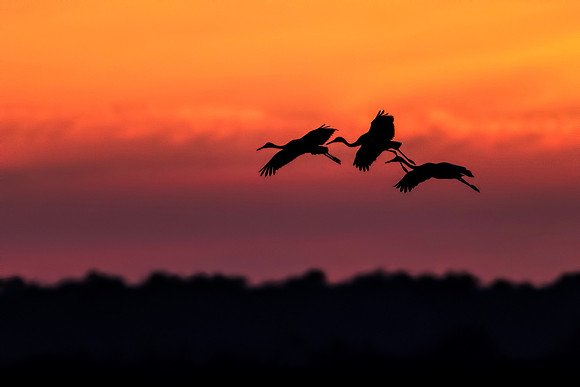 Sandhill Cranes Flying the Prairie at Sunset