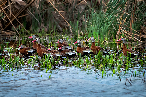Whistling Ducks Paynes Prairie Preserve State Park