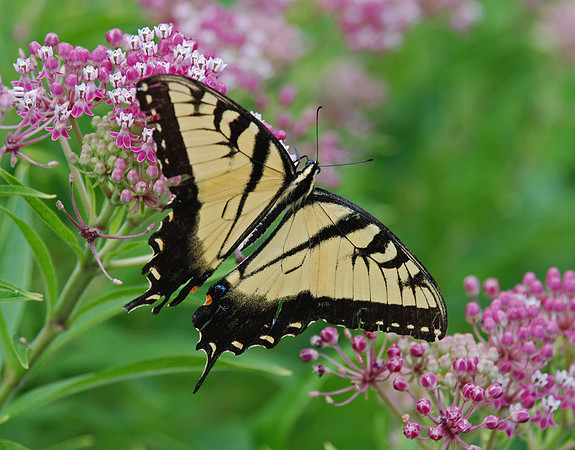 Swallowtail Butterfly