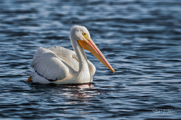White Pelican 1