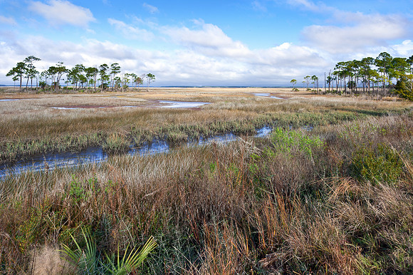 Carrabelle Salt Marsh