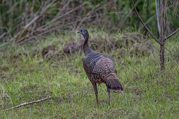 Turkey at Rock Springs 2