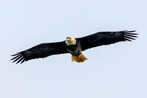 Adult American Bald Eagle