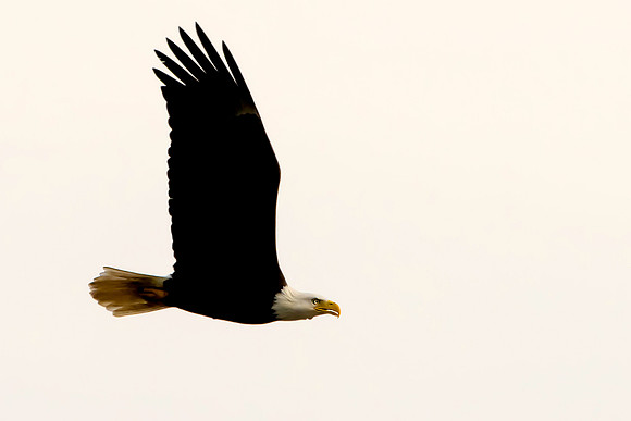 Adult American Bald Eagle