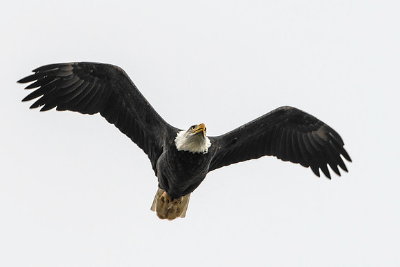American Bald Eagle