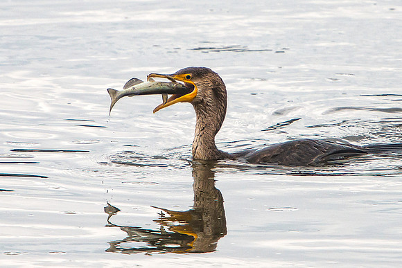 Cormorant Swallowing a Fish 1
