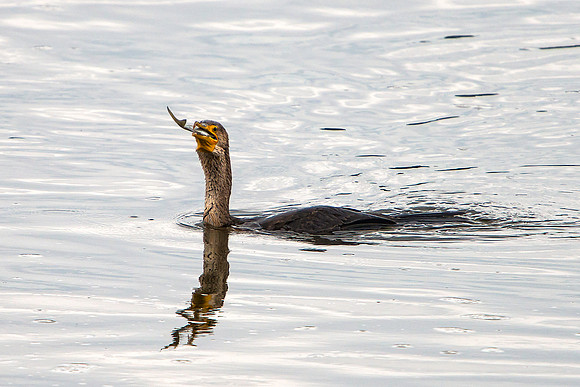 Cormorant Swallowing a Fish