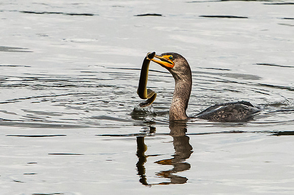 Cormorant with Eel