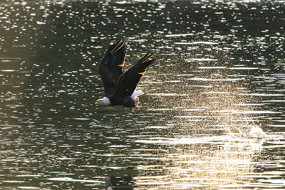 Eagle Catching Fish