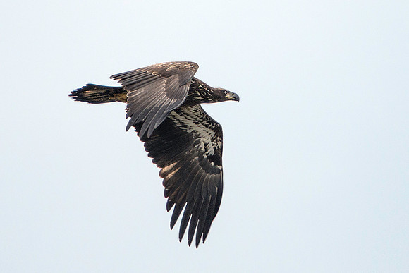 Juvenile Eagle
