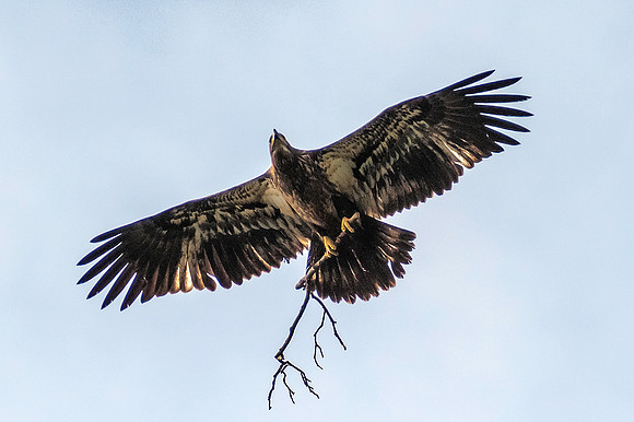 Juvenile Eagle with Branch