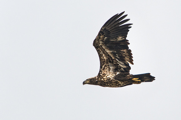 Juvenile Eagle