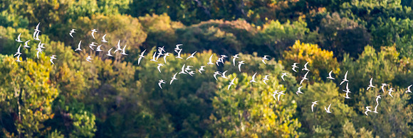 Terns at Conowingo Dam