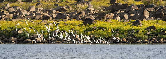 Terns at Conowingo Dam