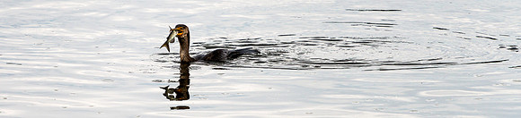 Cormorant about to Swallow Lunch