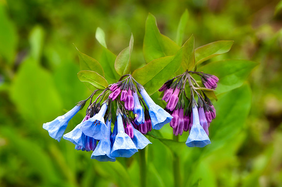 Virginia Bluebells