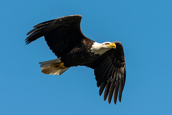 American Bald Eagle