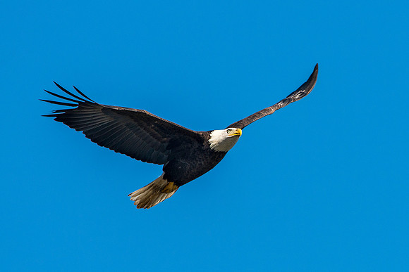 American Bald Eagle
