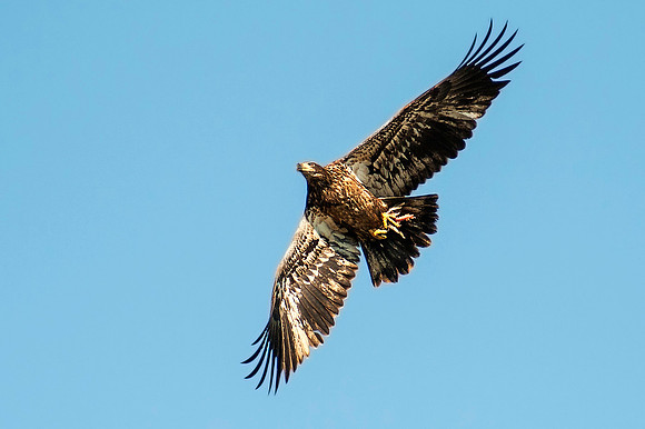 Junevile Eagle