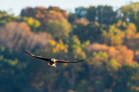 American Bald Eagle with Fish and Fall Colors