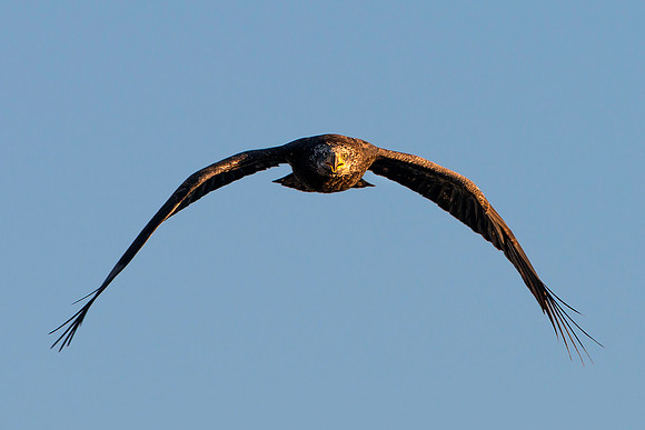 Junevile Eagle