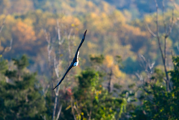 Eagle Dive Against Fall Colors