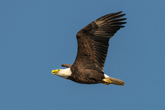 American Bald Eagle