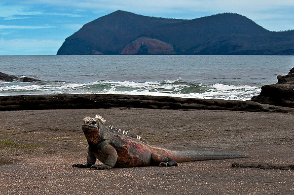 Marine Iguana