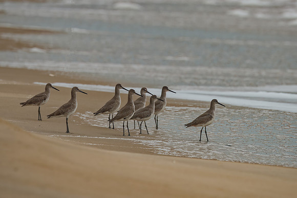 Shore Birds