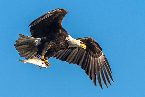 Eagle with Fish