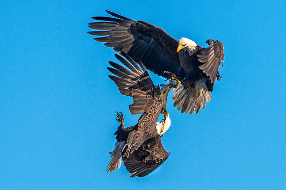 Eagles Fighting over a Fish