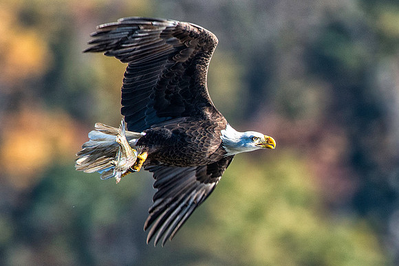 Eagle with Fish