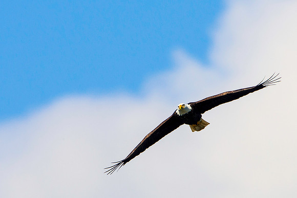 American Bald Eagle with Cloud