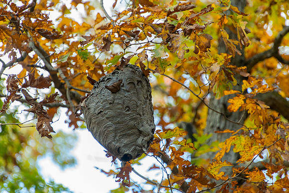 Wasp Nest