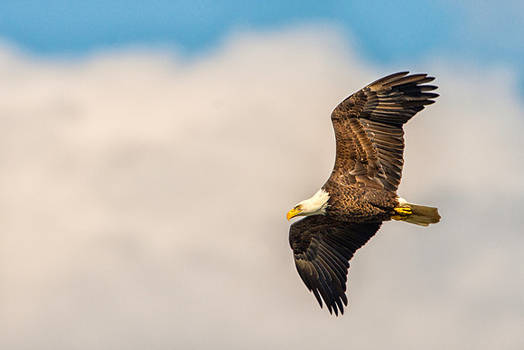 American Bald Eagle