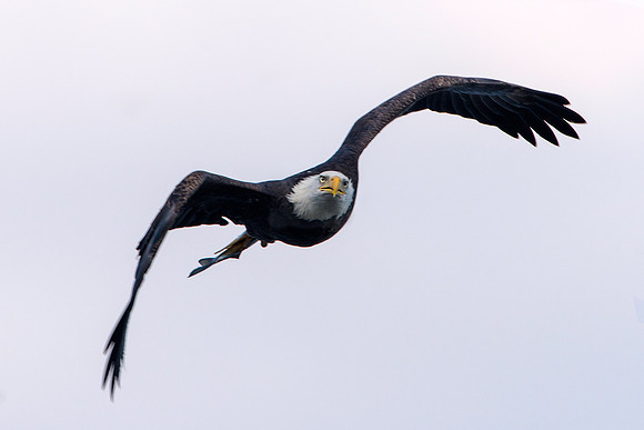 American Bald Eagle