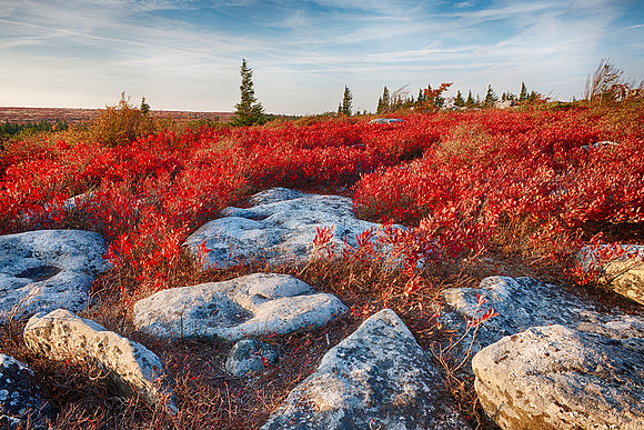 Fall Sunset at Dolly Sods Wilderness