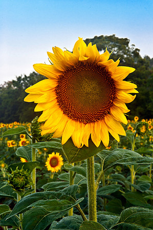 Sunflower Standing Tall