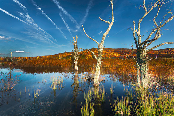 Contrails Replace Limbs at Beaver Pond Sunset