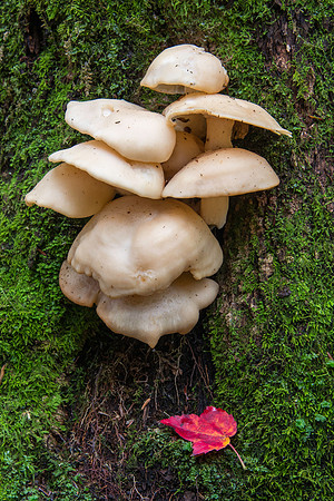 Cathedral State Park Mushrooms