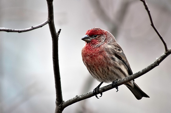 House Finch