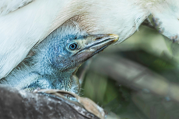 Cattle Egret Chick