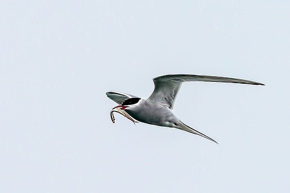 Arctic Tern