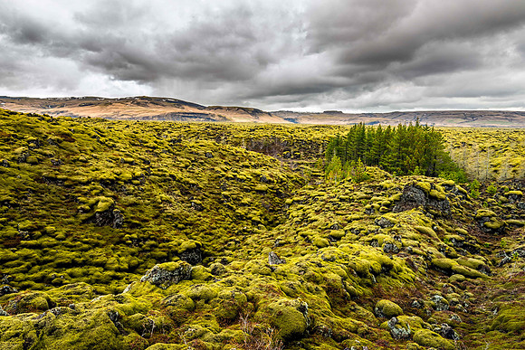 Skaftáreldahraun Moss Covered Lava Field