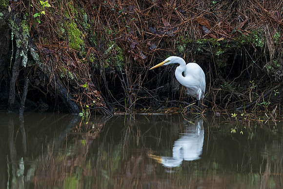 Great Egret at MacKay Island NWR