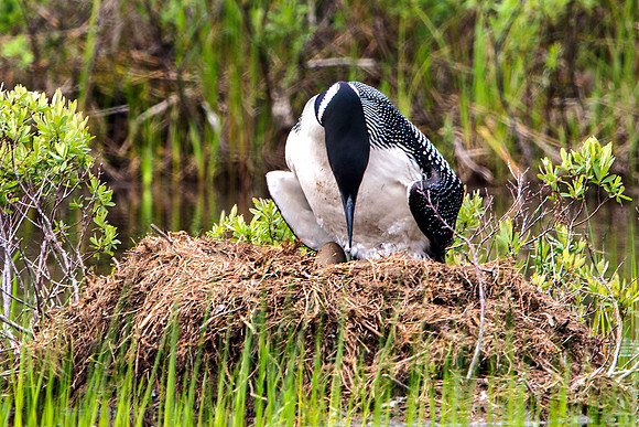 Loon on Nest